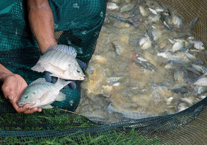 person holding two tilapia over a net